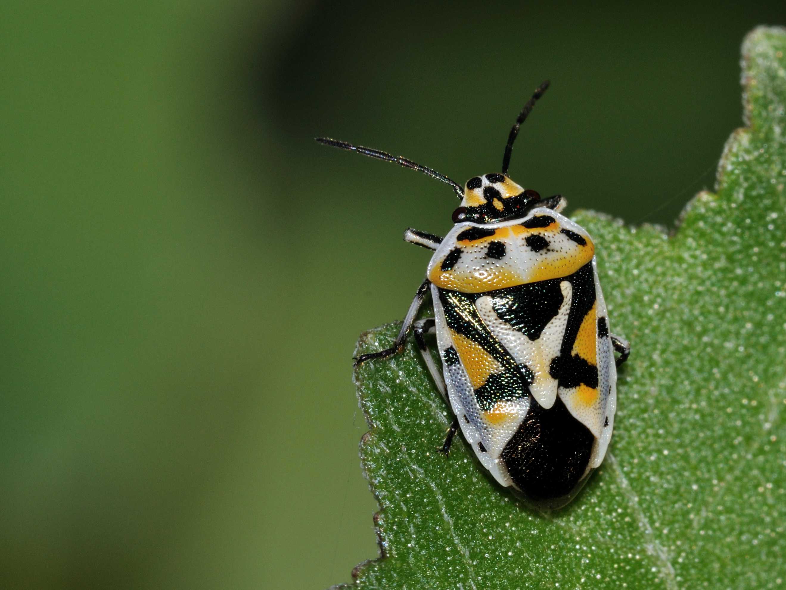 Pentatomidae: Eurydema ornata del Lazio (RM)